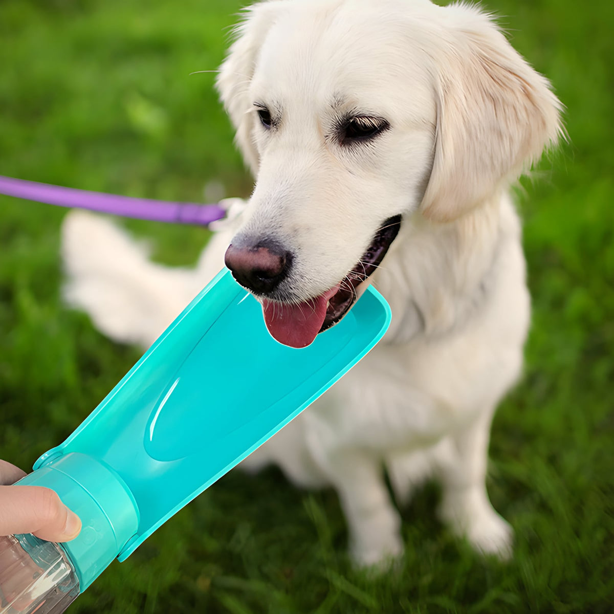 Perro bebiendo de la botella plegable Petloom en el parque