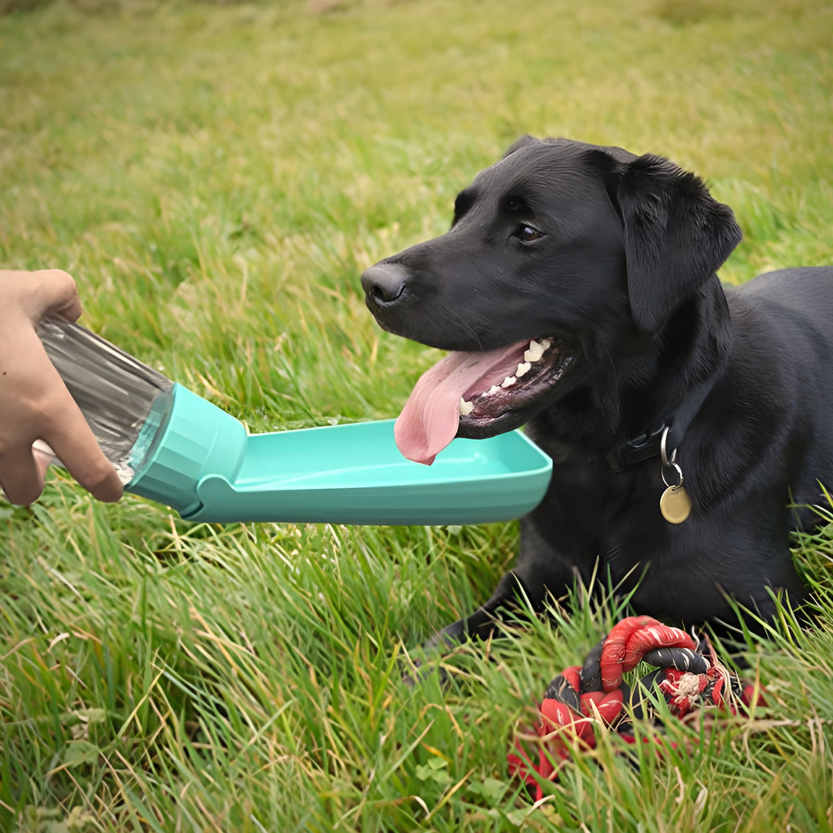 Labrador bebiendo de la botella plegable tumbado en la hierba