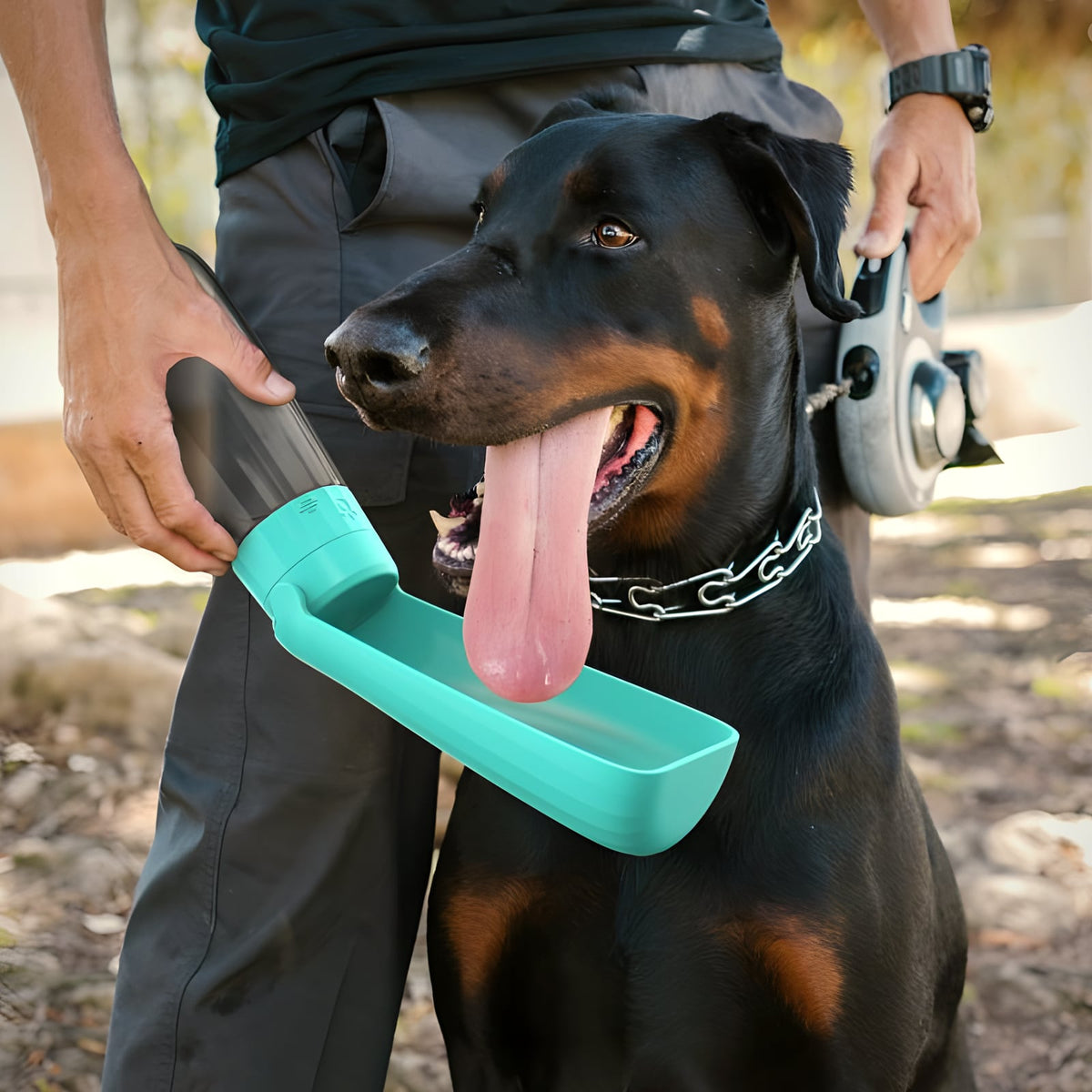 Dobermann bebiendo de la botella plegable durante el paseo